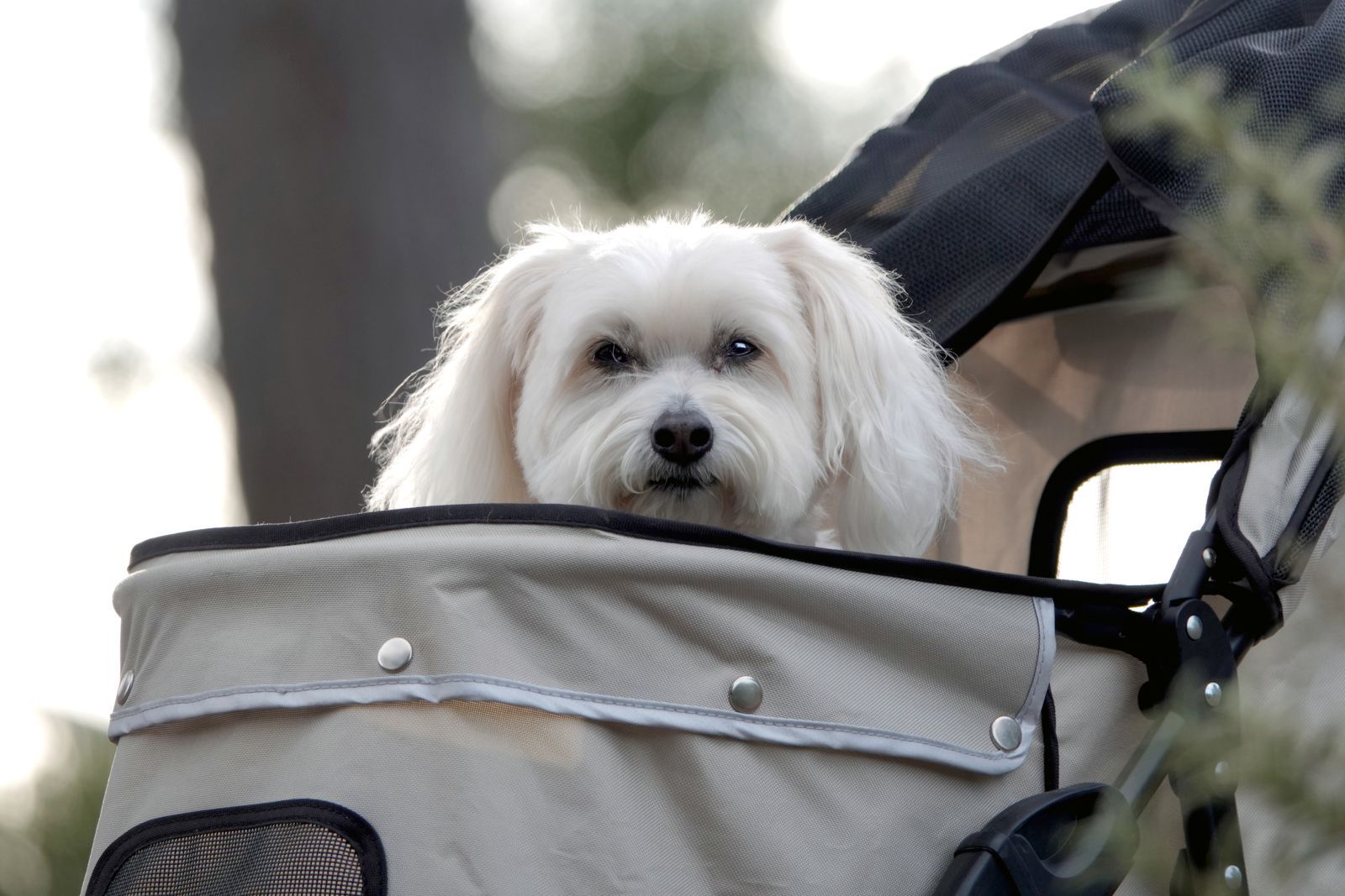 imagen de galeria de 5 elementos