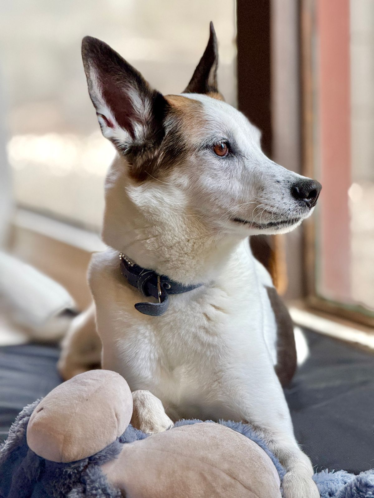 imagen de galeria de 5 elementos