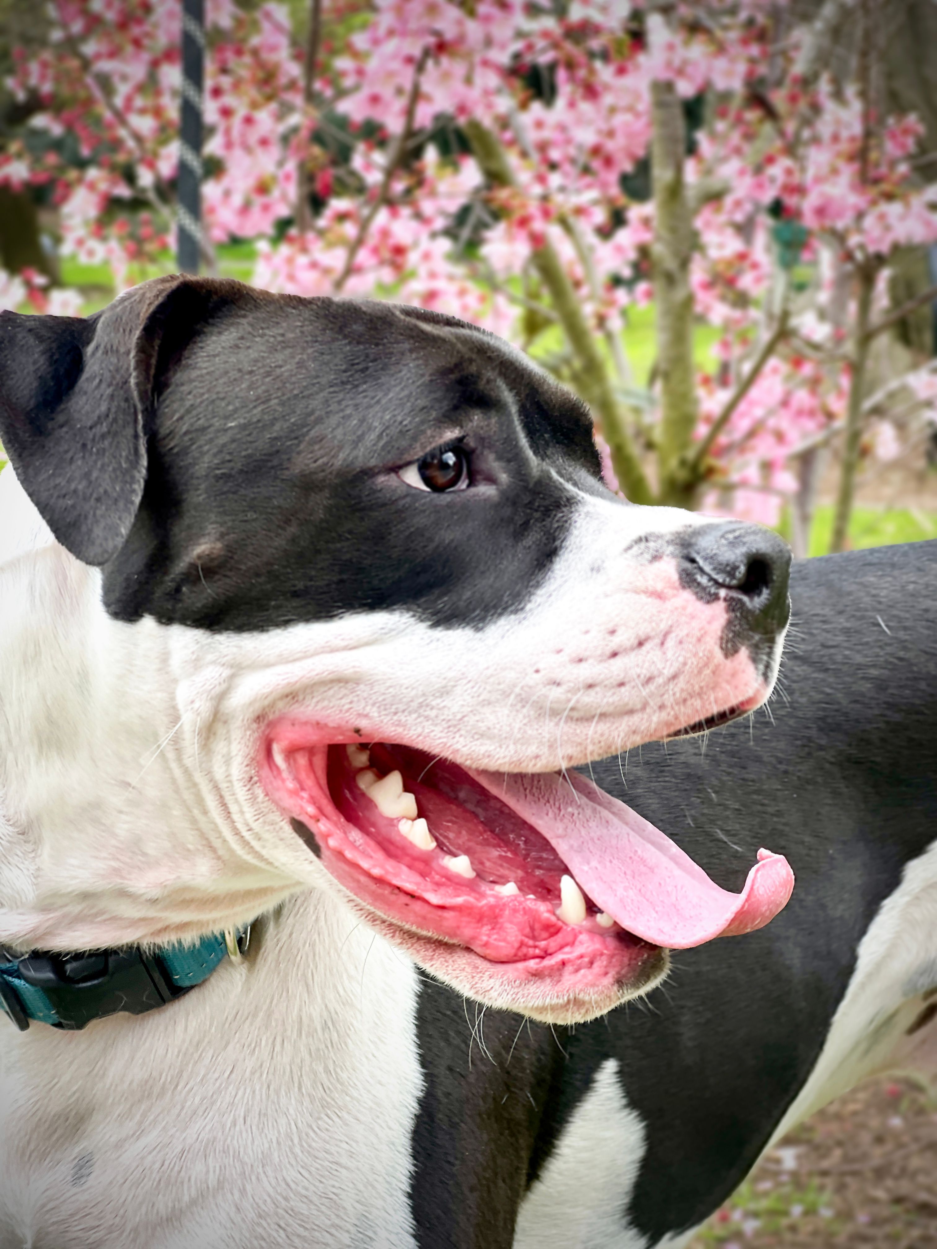 imagen de frente de un card giratoria